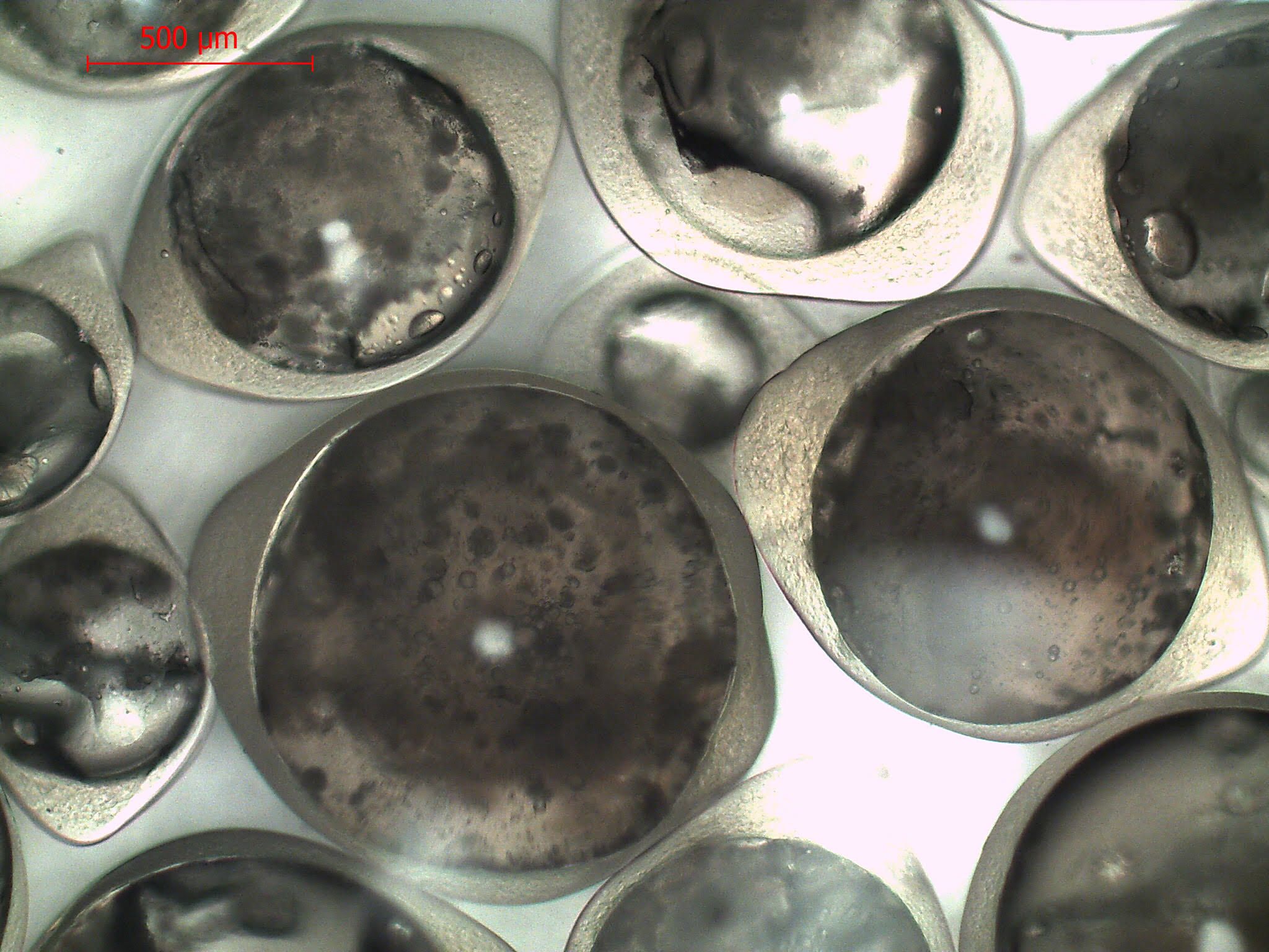 Microcapsules with gum arabic/gelatine shell with sodium silicate core