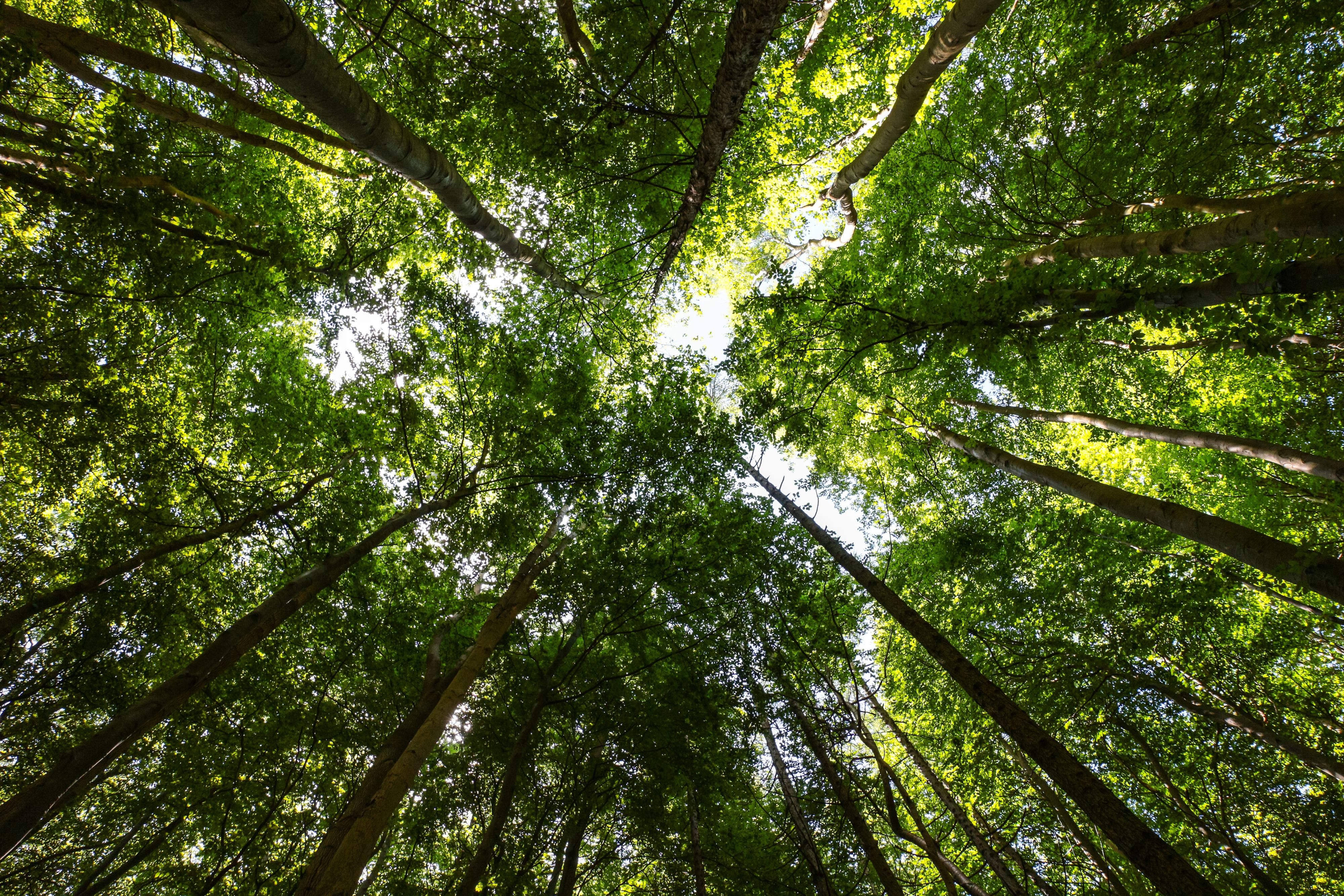 Trees pointing up towards the sky