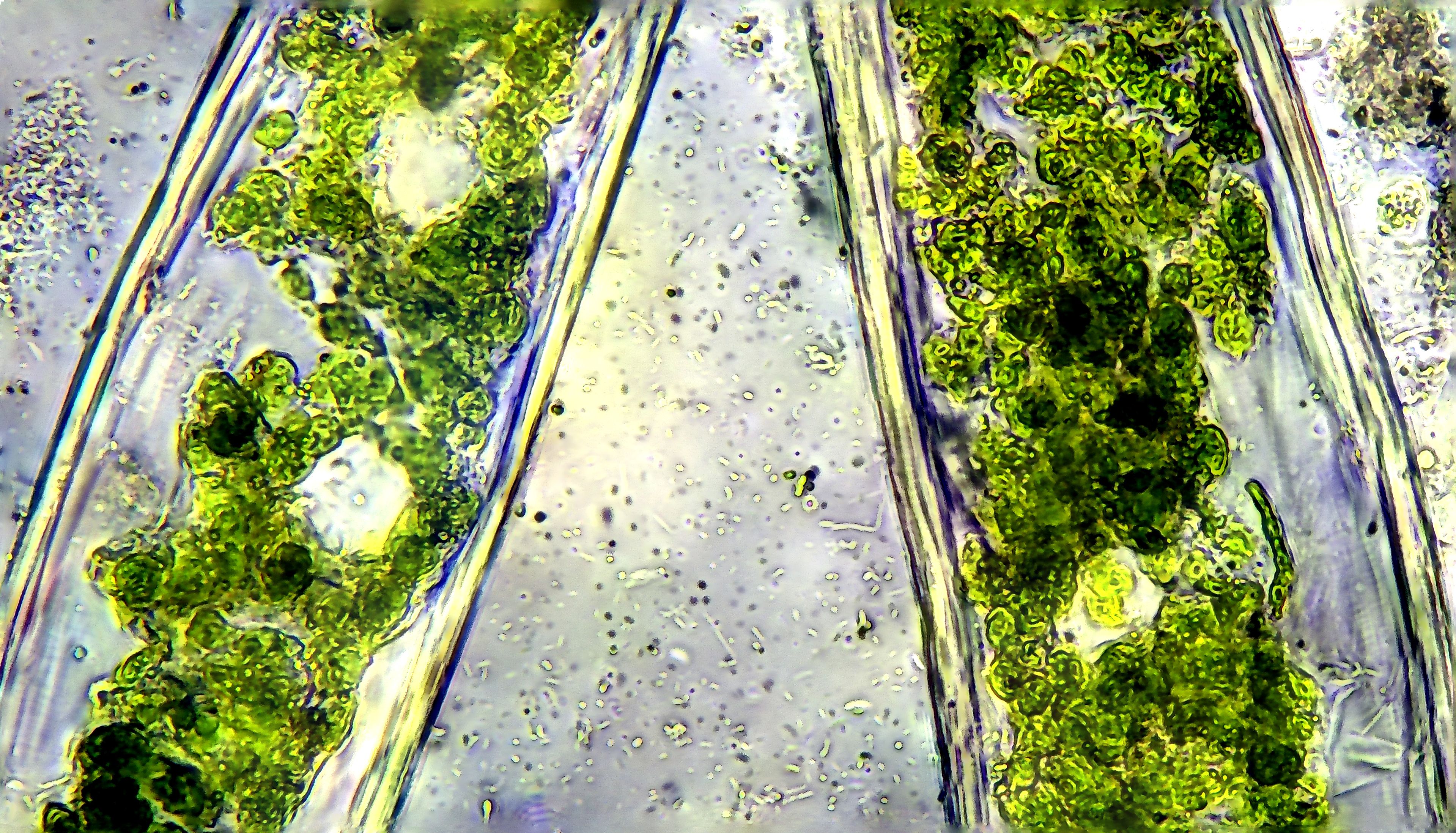 macro image of algae cells