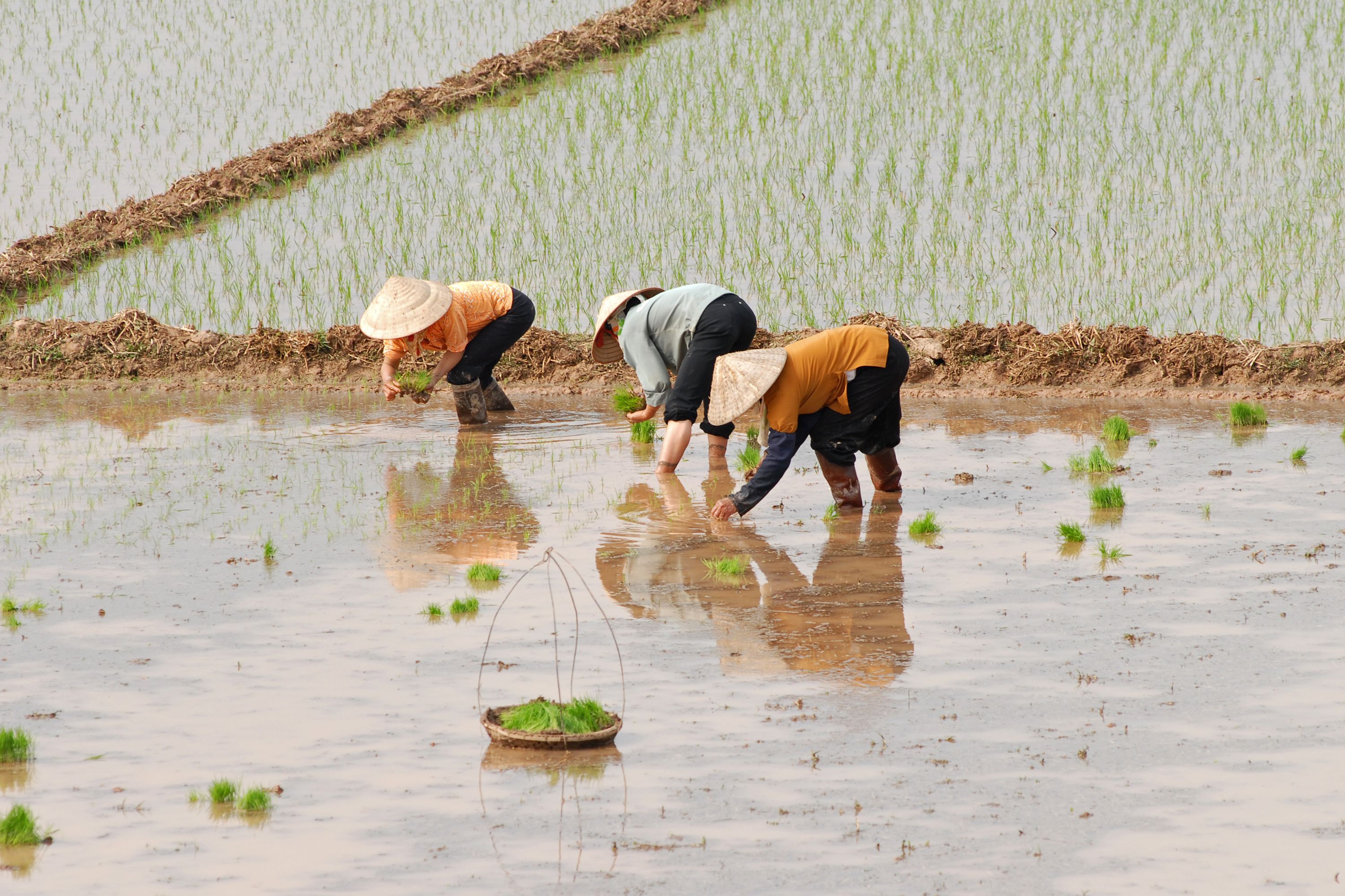 Rice farmers in Vietnam