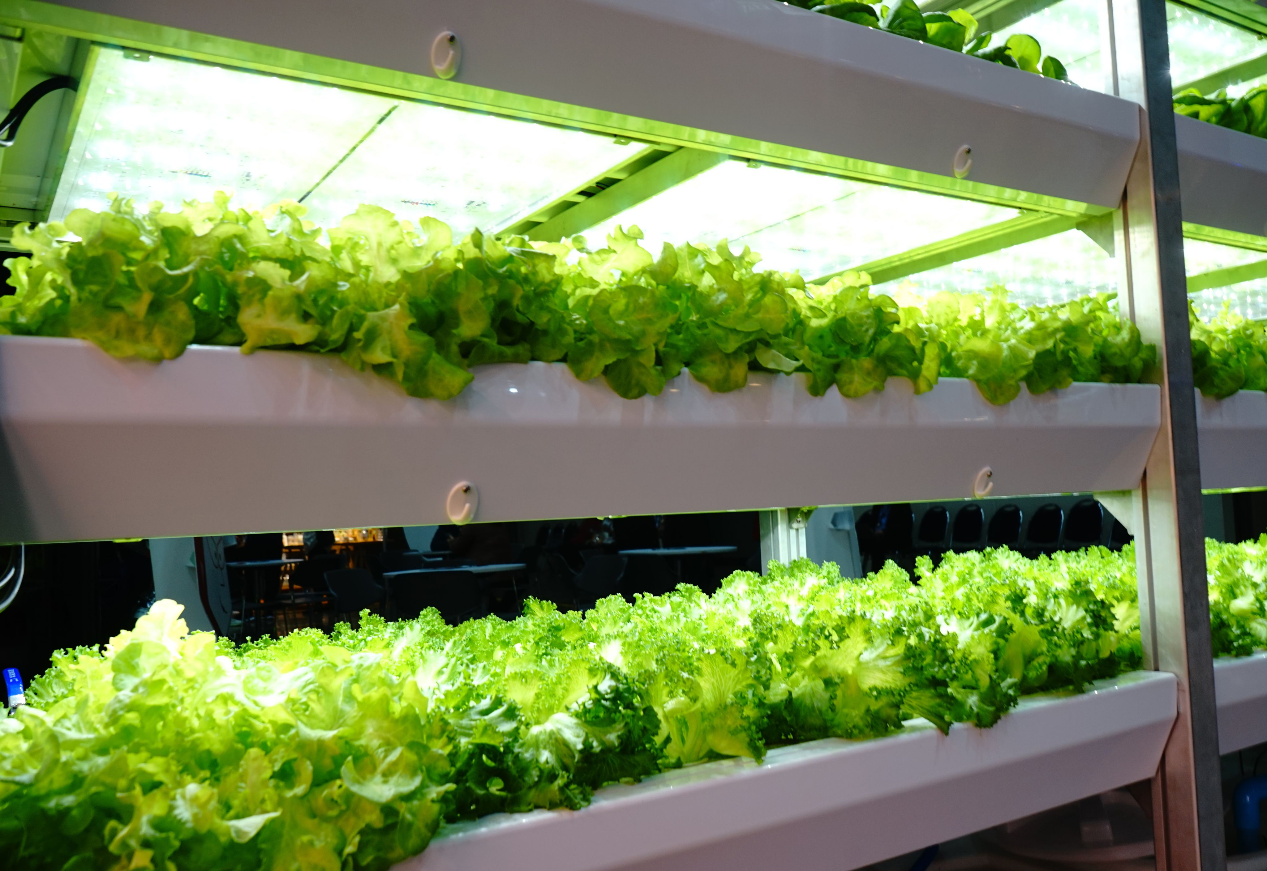 Indoor farm with lettuce growing on vertical shelves
