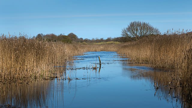 River with reeds