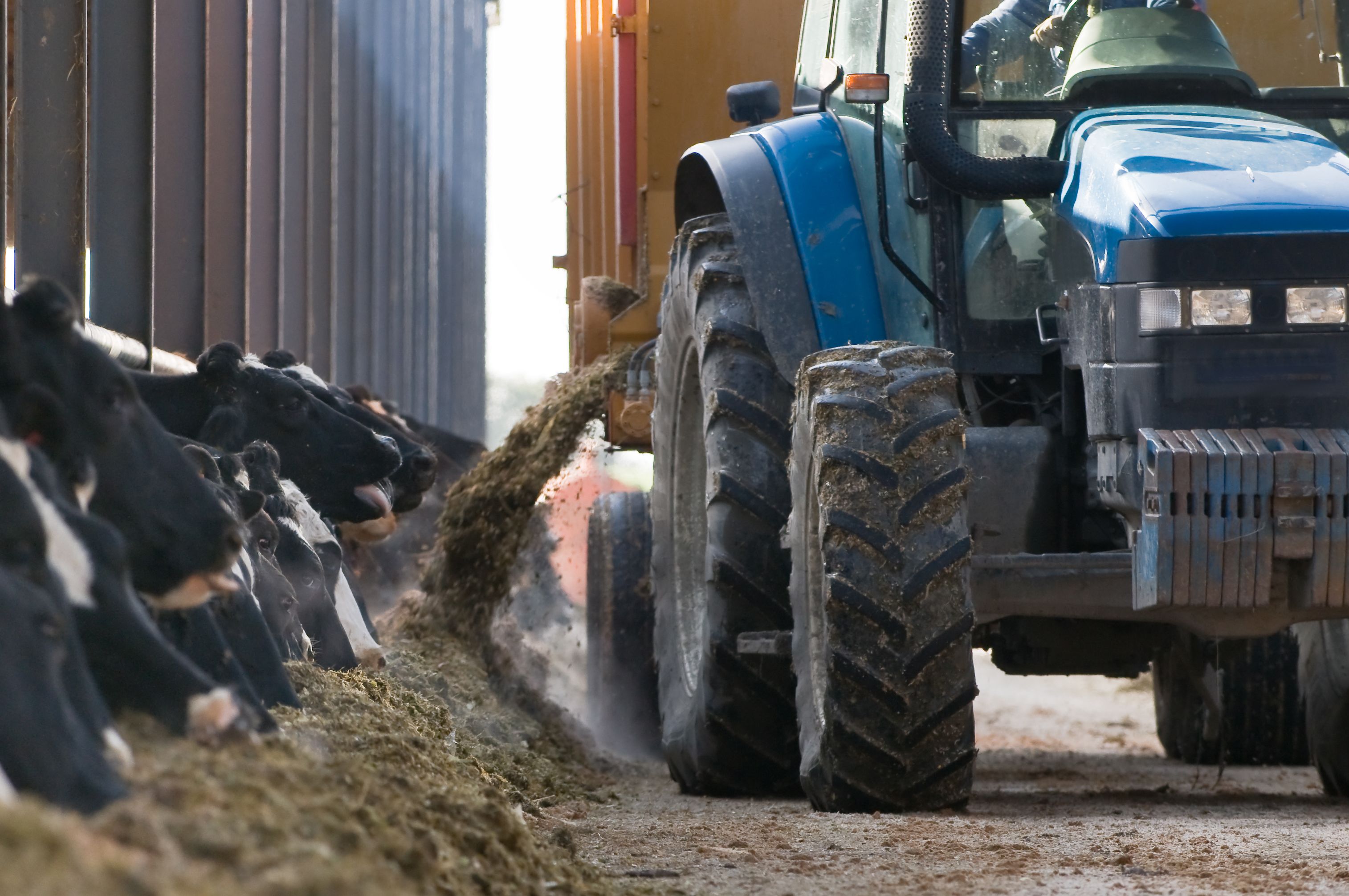 Tractor feeding cows