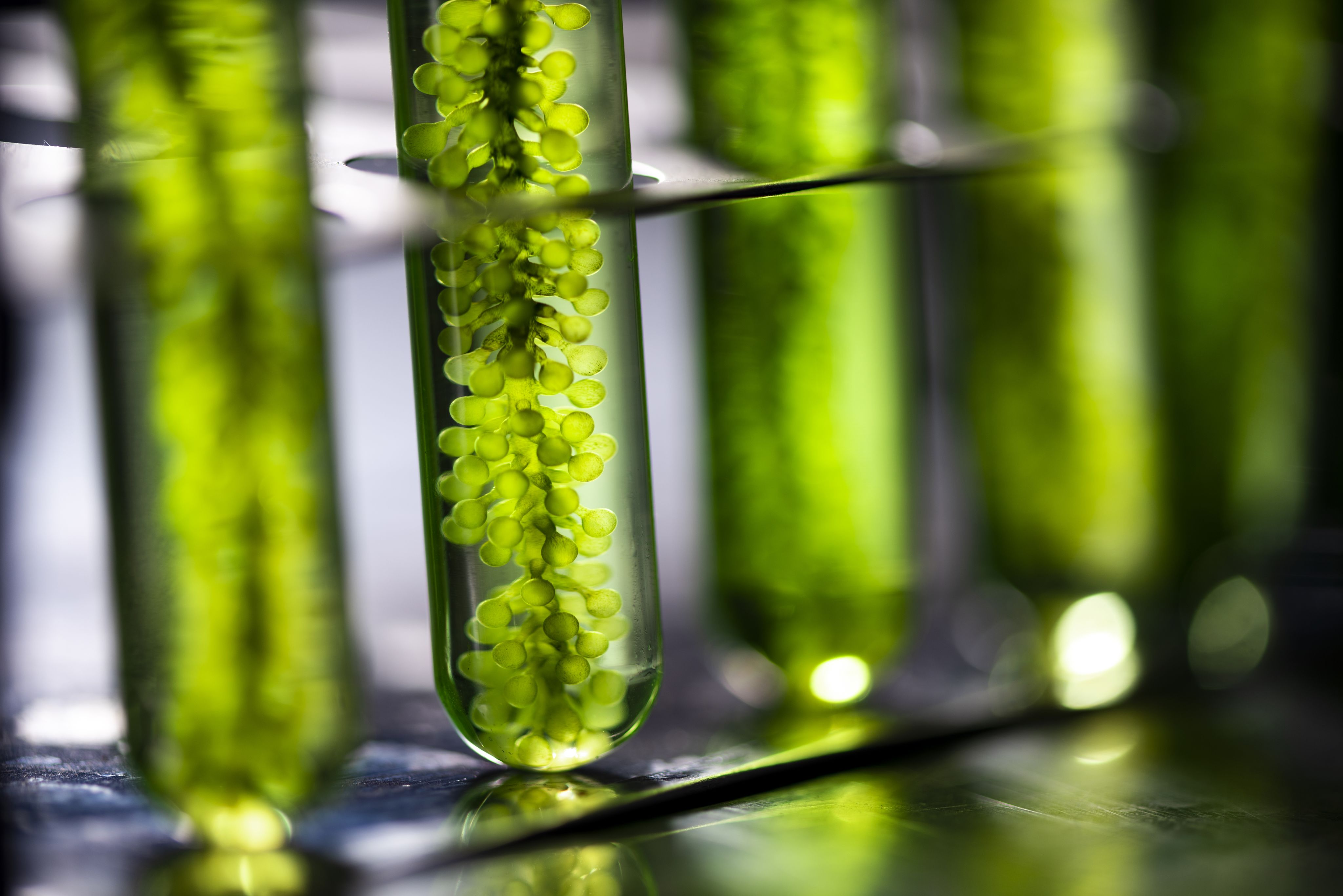 Algae in test tubes - Bio energy research