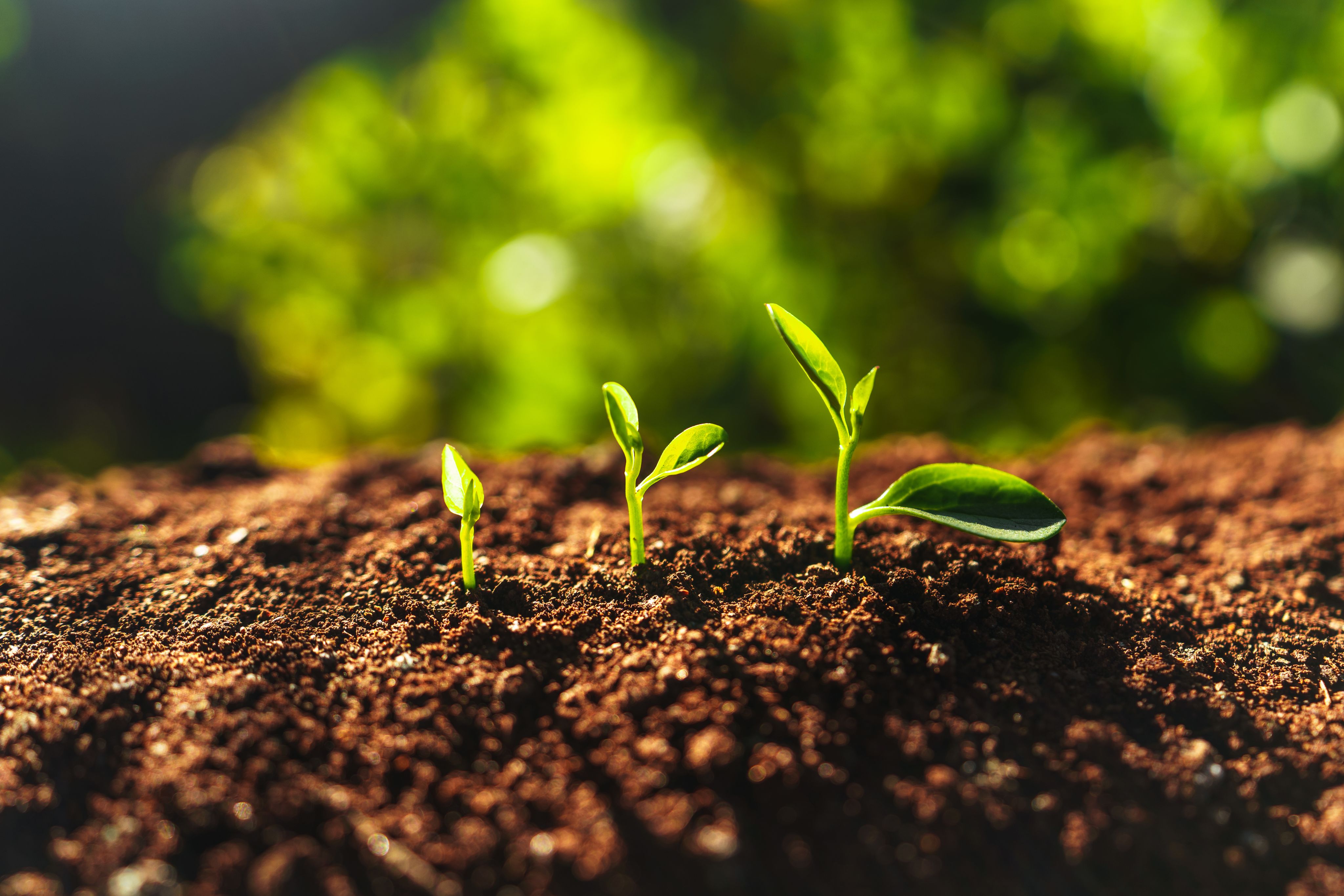 Soil close up and green shoots