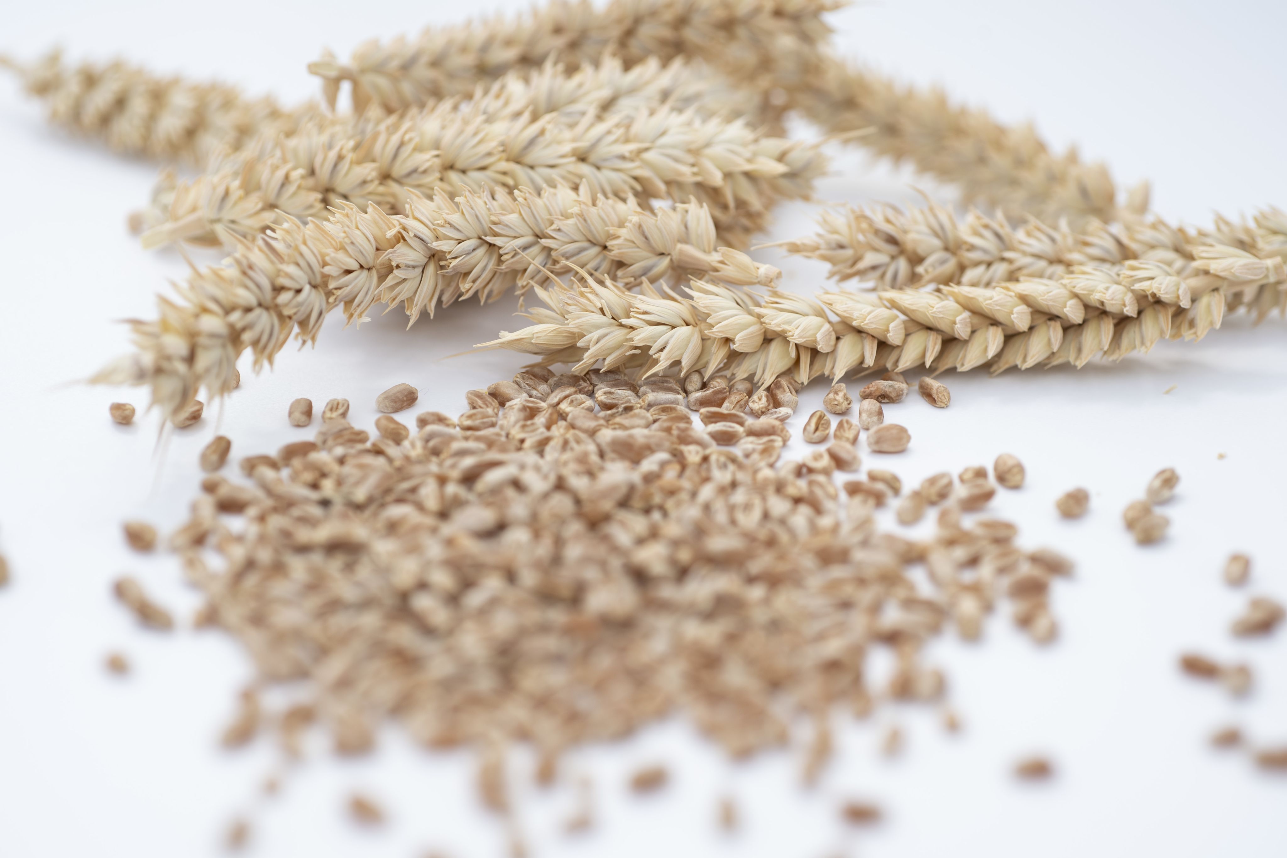 Wheat Institute Strategic Programme (WISP): heads of wheat and individual grains