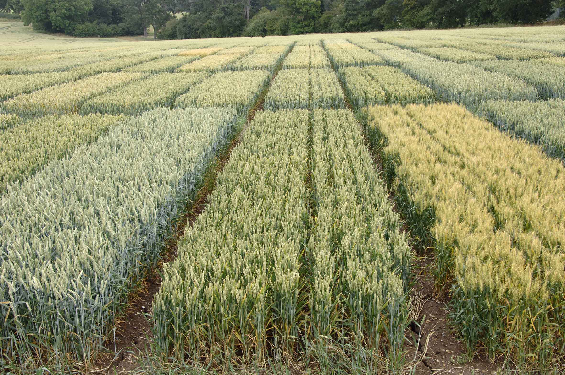Delivering sustainable wheat: Rows of wheat plots