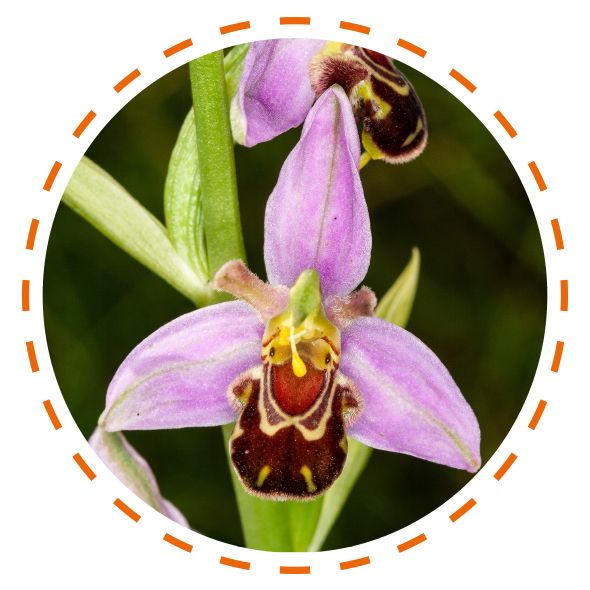 (Bee Orchid – on site at RAL)