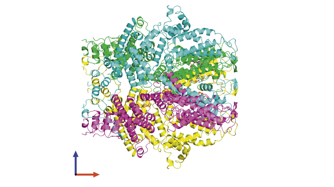 A ribbon diagram of the human protein TRPC5.