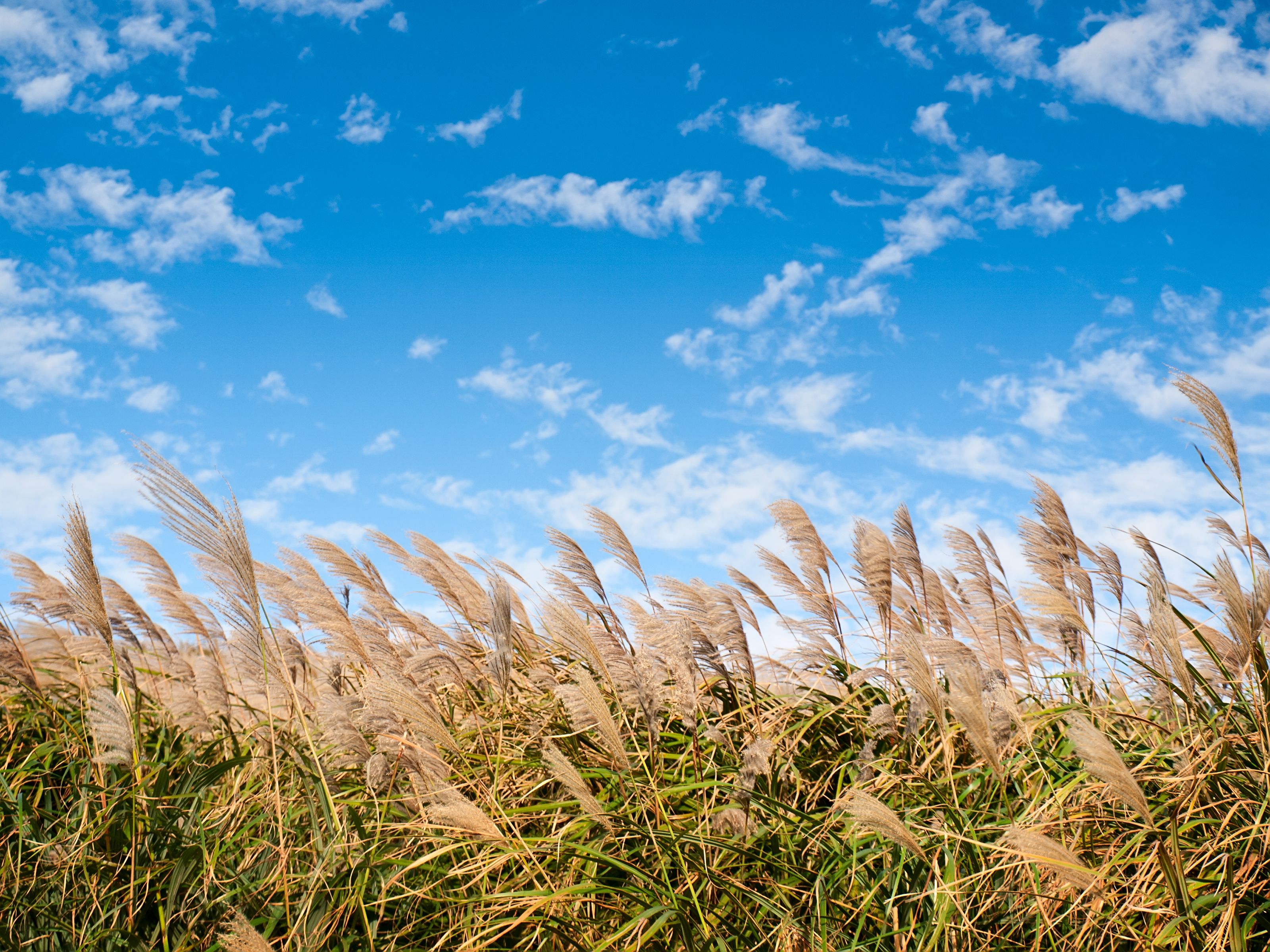 Miscanthus field
