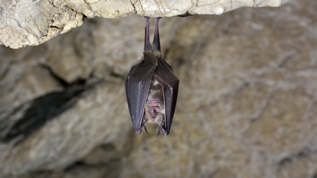 A bat hangs upside down in a cave.