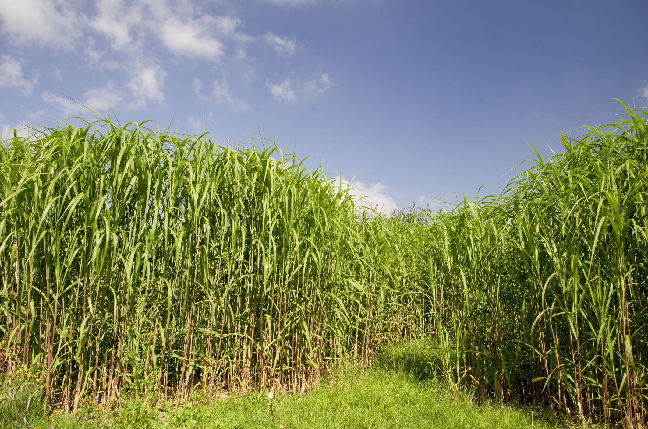 Miscanthus grass in field