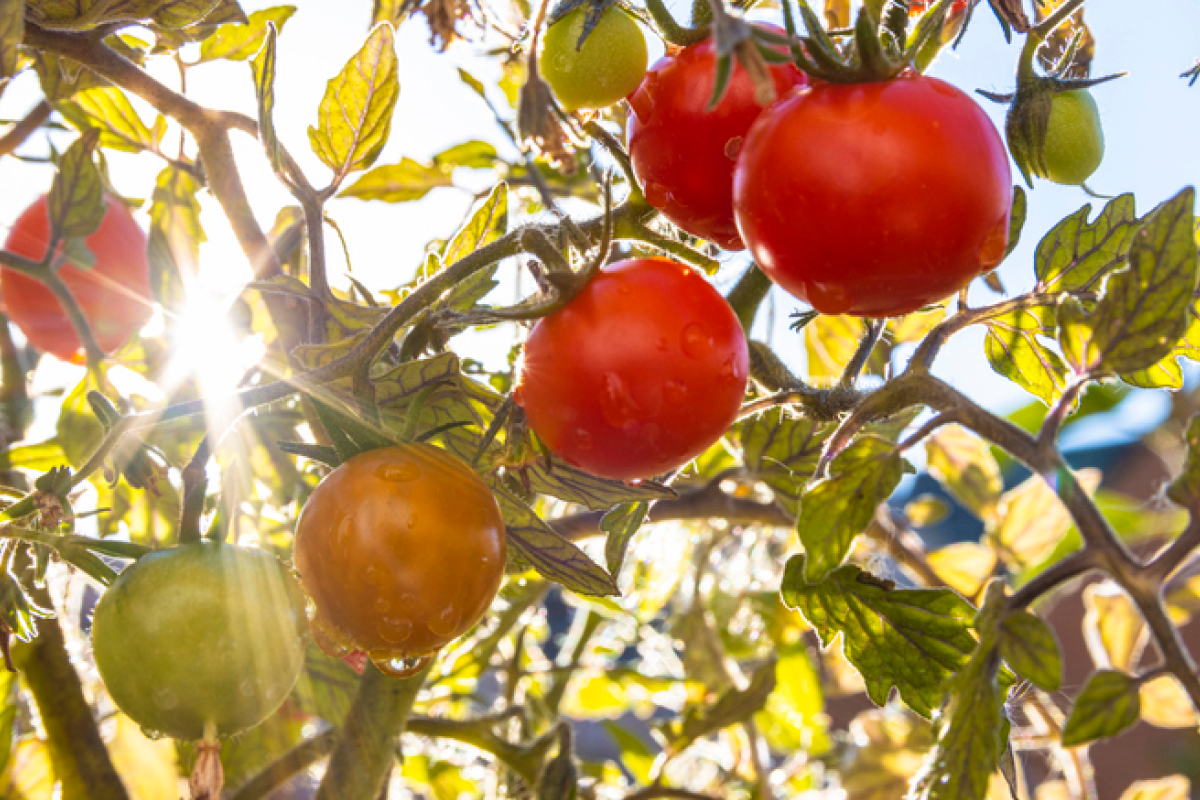 Tomatoes growing in the sun