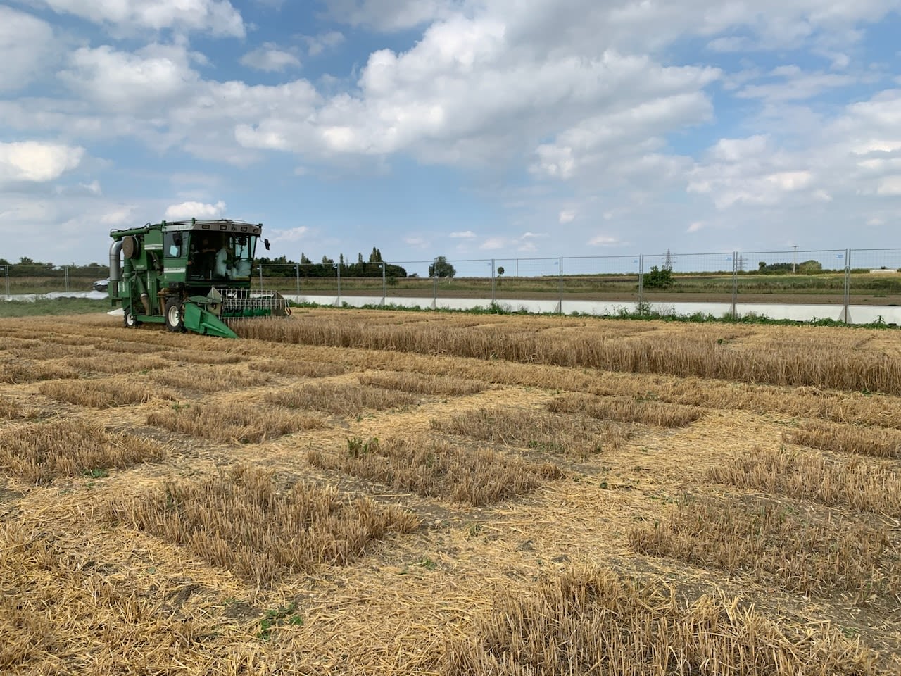 Harvesting at the GM barley field trials, Cambridge