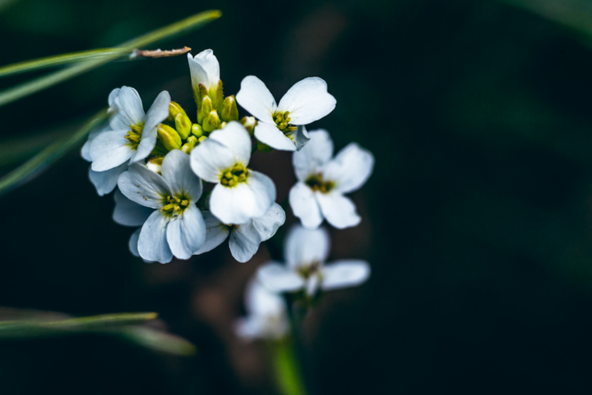 Arabidopsis thaliana (thale cress)