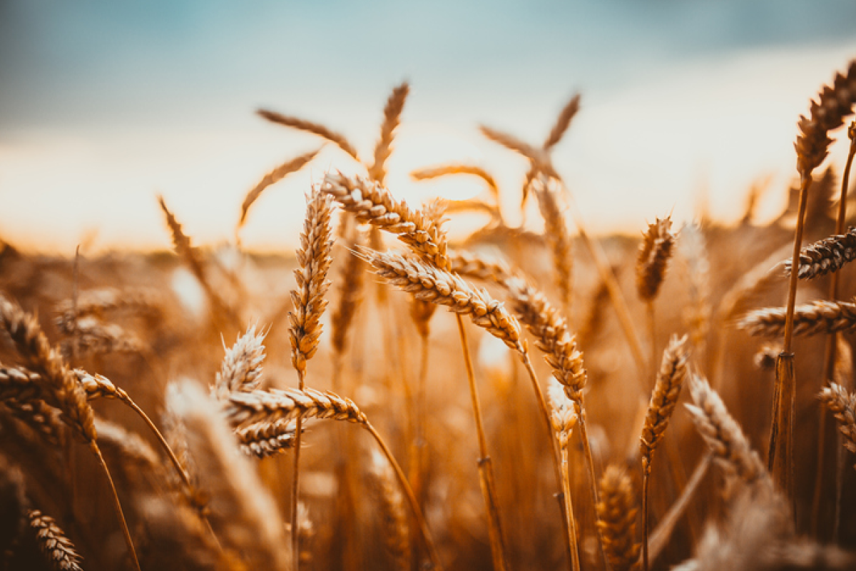 Wheat field