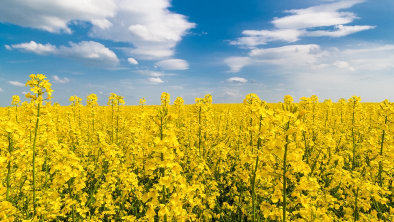 Field of rapeseed 