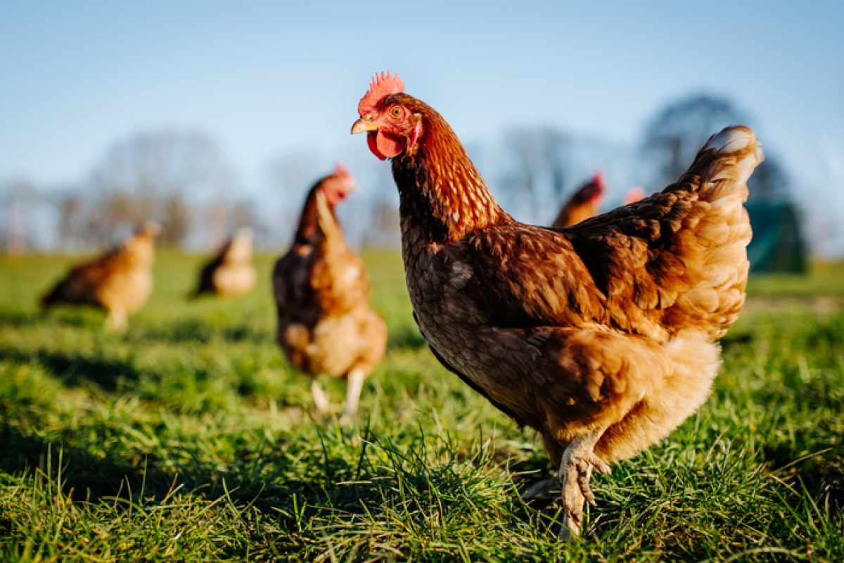 Hen in field of chickens