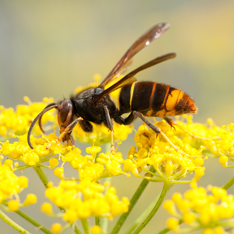 Vespa Velutina on a yellow flowering plant
