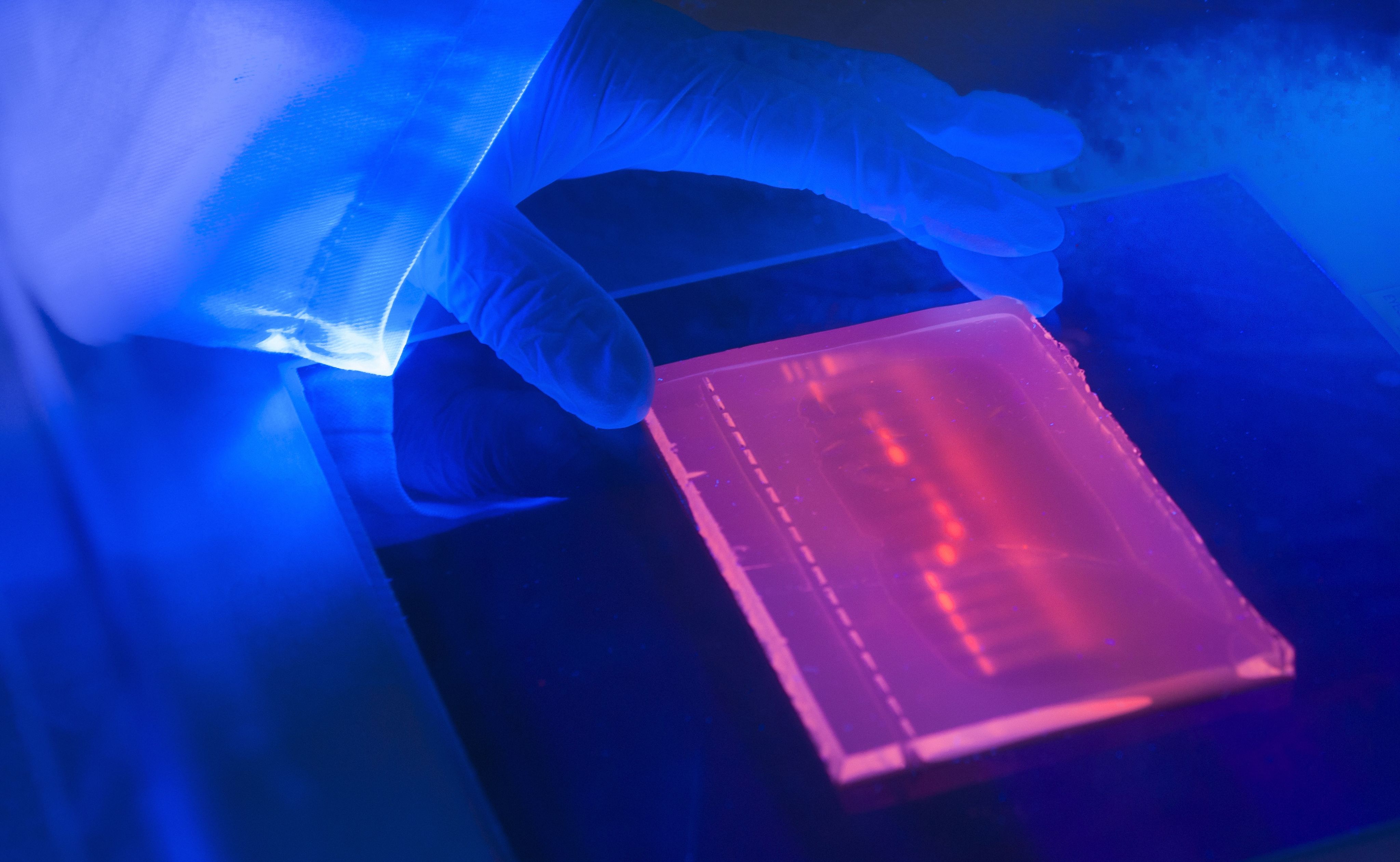 A close up of an agarose electrophoresis gel with fluorescent colouring