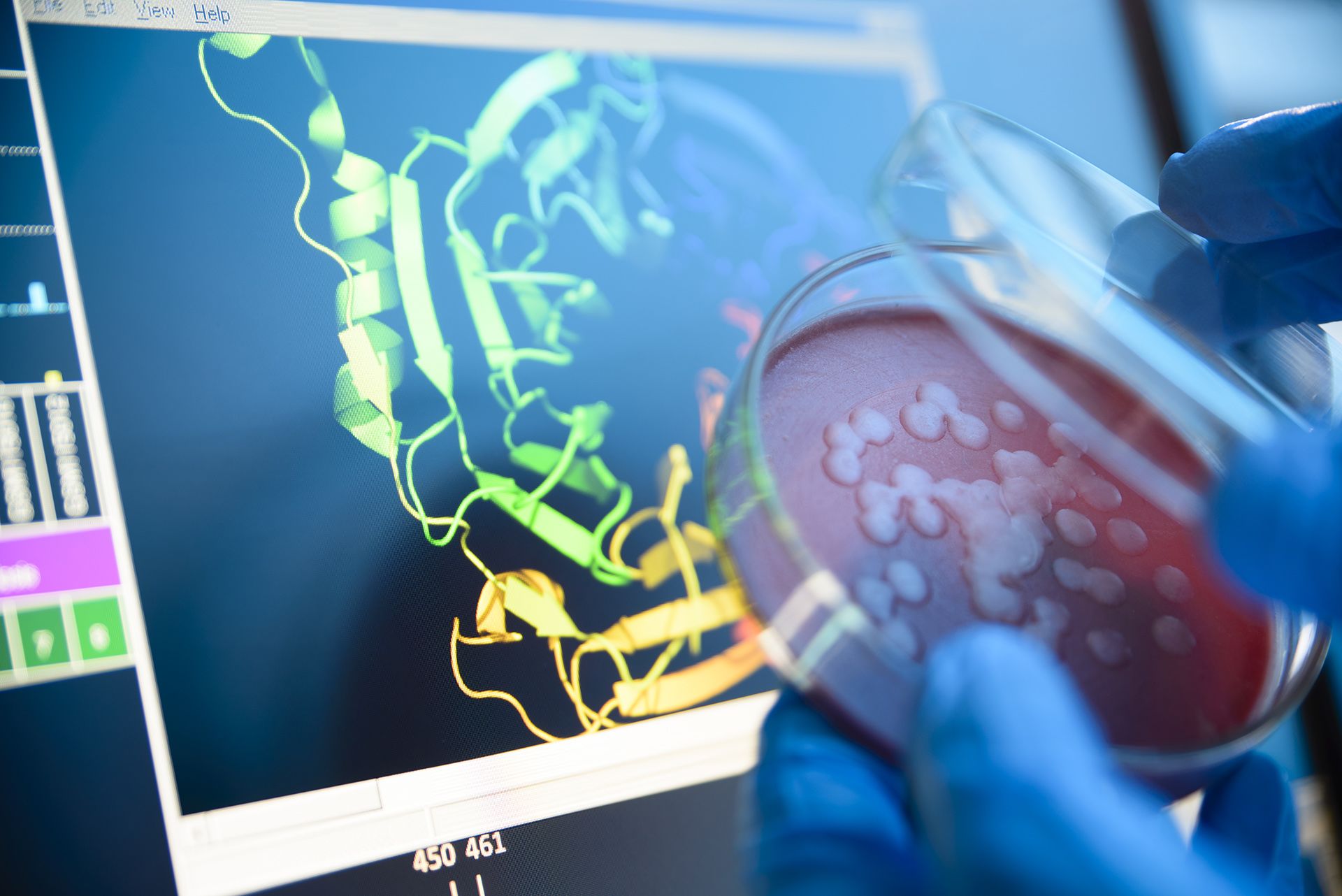  An agar plate in front of a computer screen showing the structure of a protein.