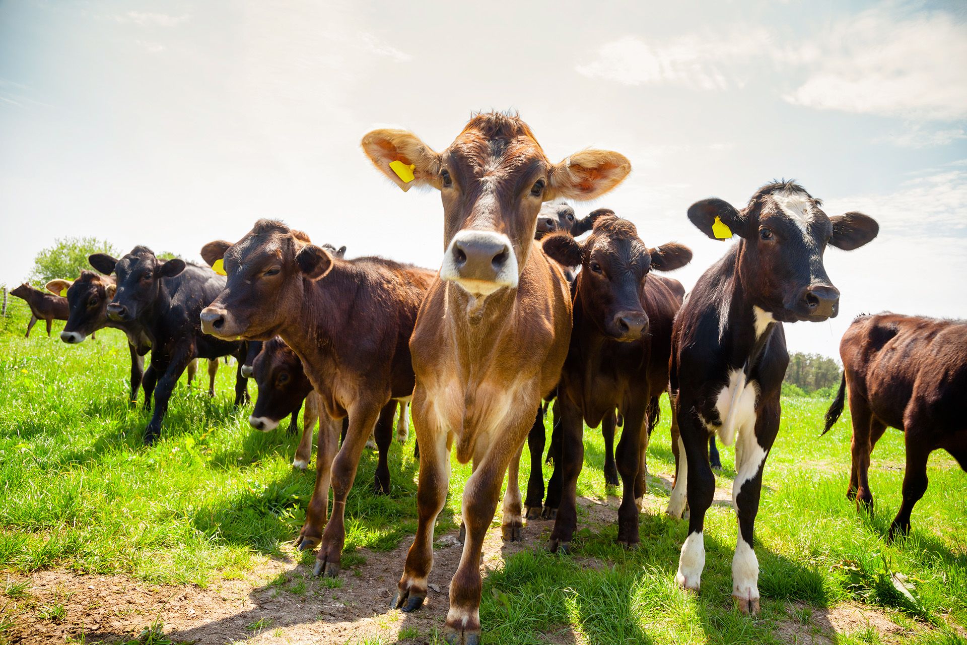 Cattle at pasture in Southern England