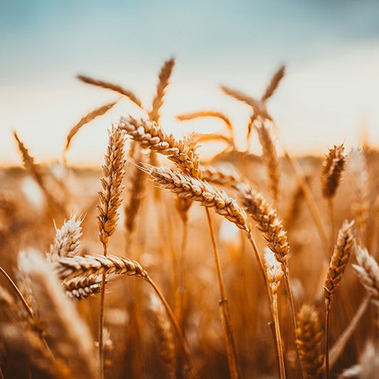 Close up of a wheat field