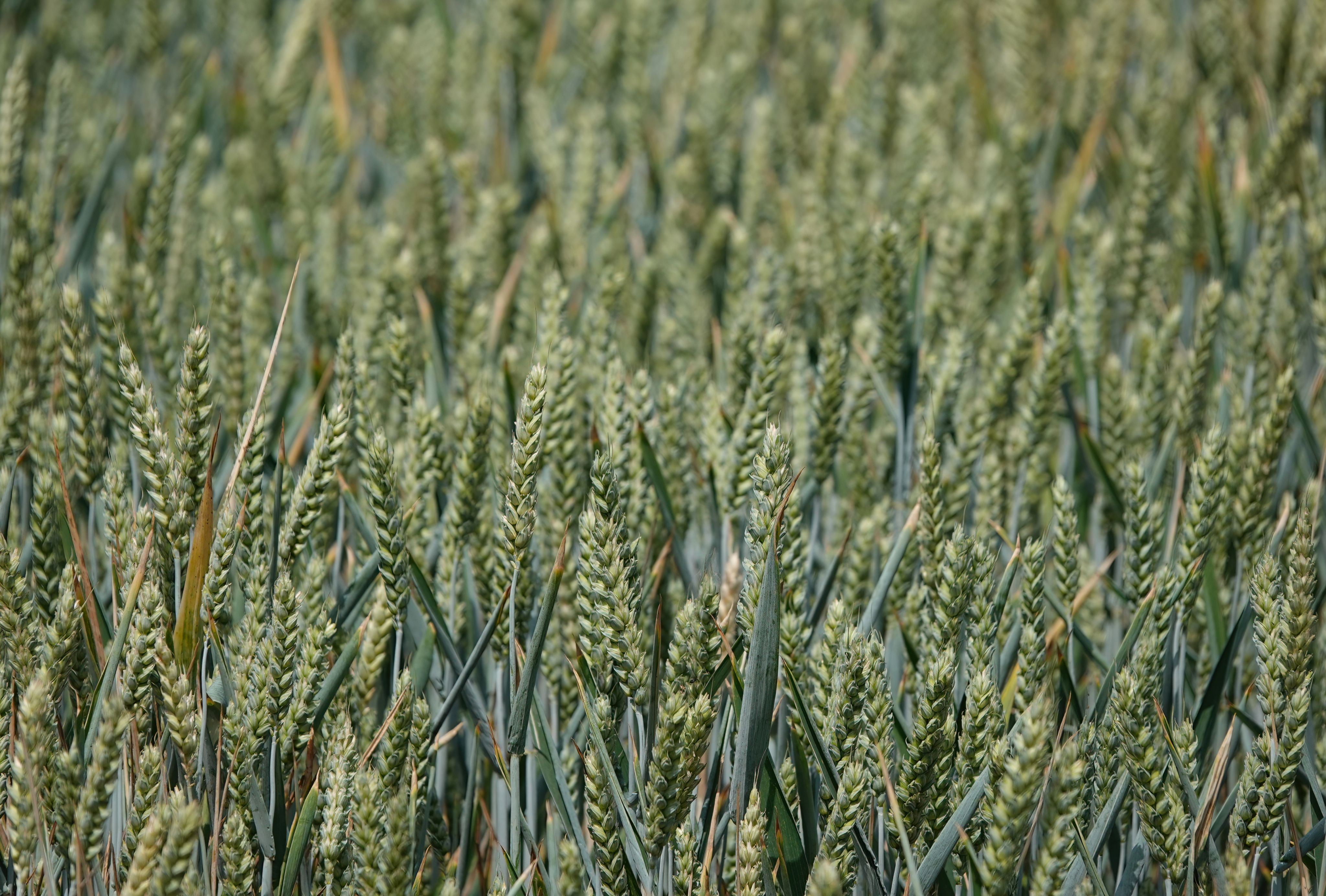 Ripening wheat growing in a field.