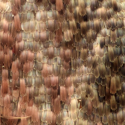 Moth wings under magnification