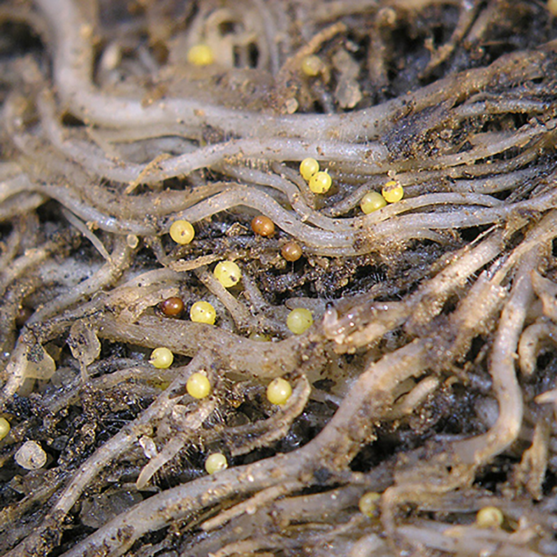Nematode cysts on potato roots.
