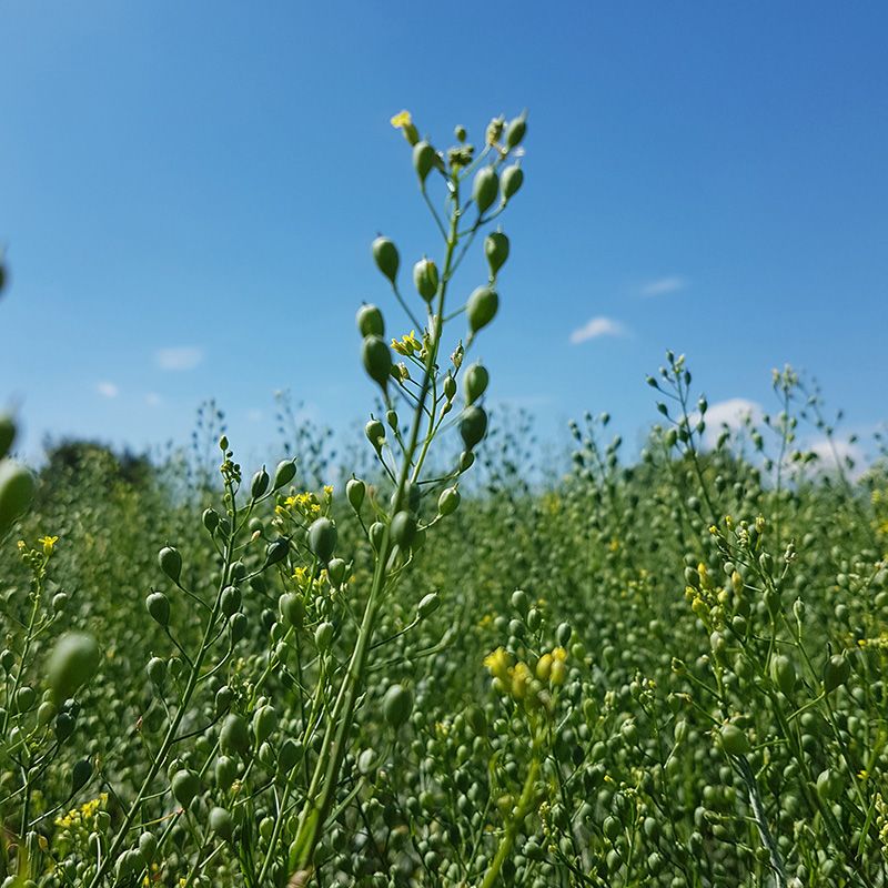 A field of Camelina plants growing. In the foreground is a close up of one plant showing flower buds and yellow flower petals. 