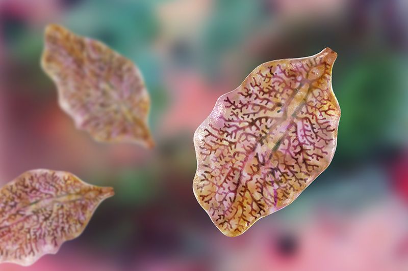 An artistic depiction of the liver fluke Fasciola hepatica.