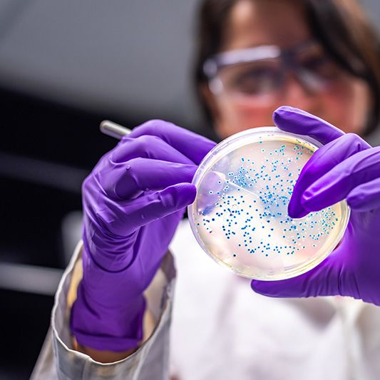 A researcher in purple gloves examining a petri dish of bacteria coloured blue. 