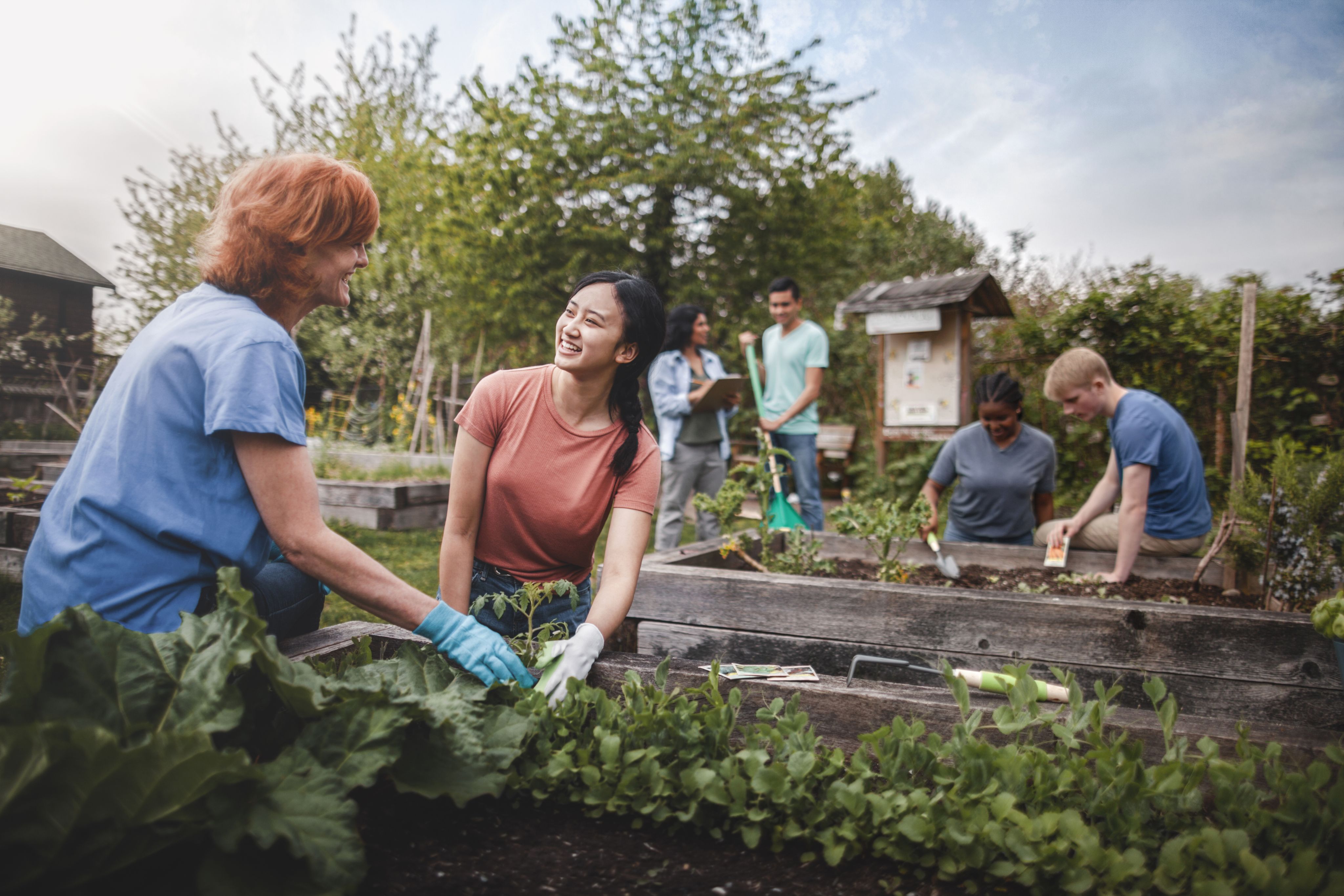 A group gather as volunteers to plant vegetables in community garden.