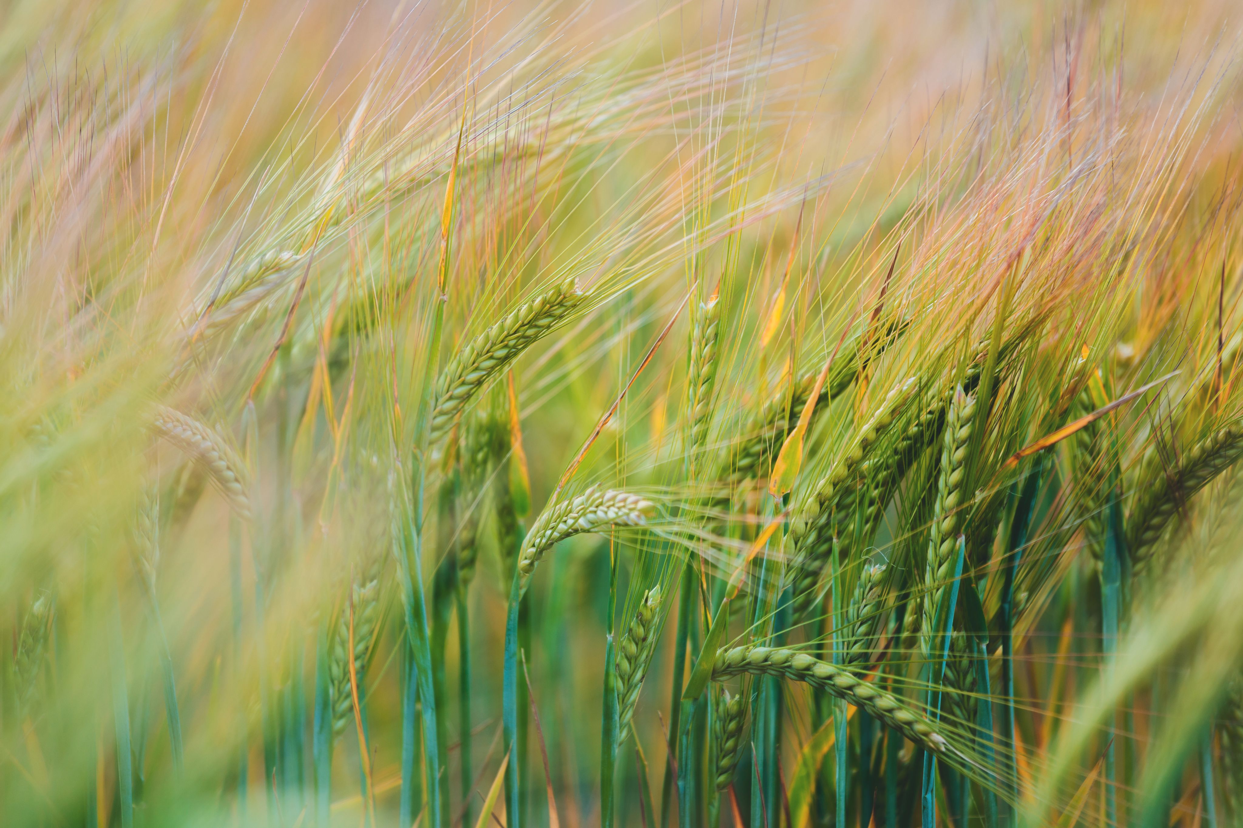 A close up image of wheat growing in a wheat field