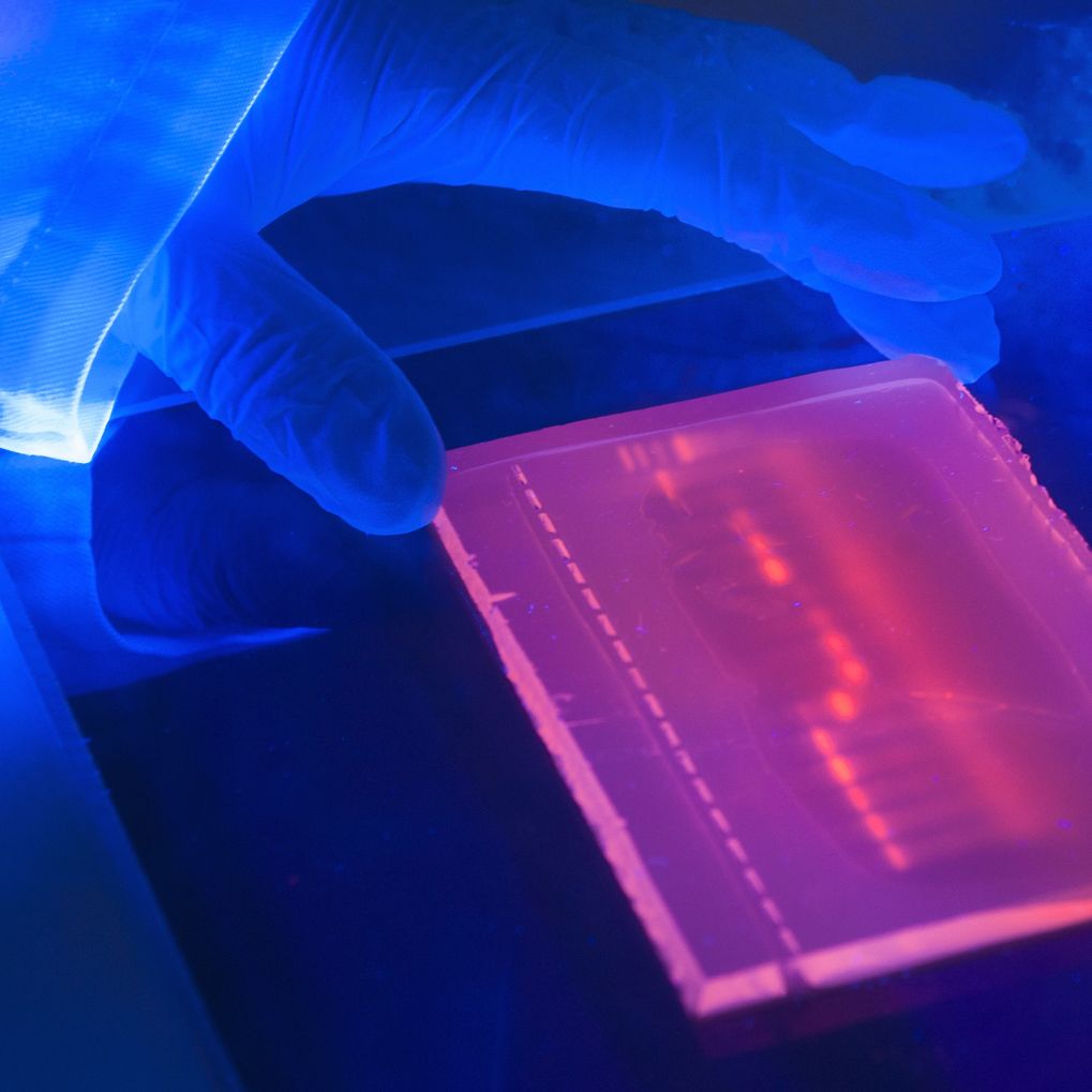A close up of an agarose electrophoresis gel with fluorescent colouring