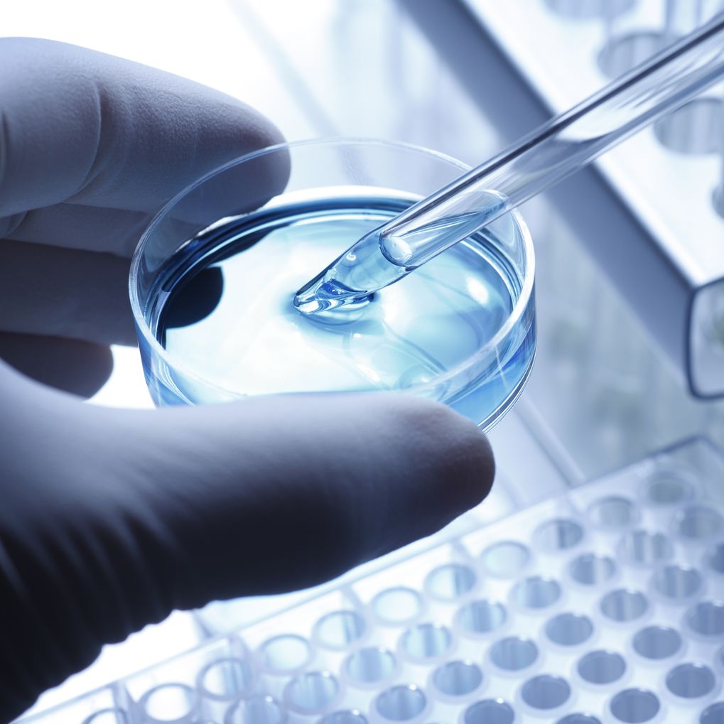 A scientist pipetting a blue sample out of a petri dish