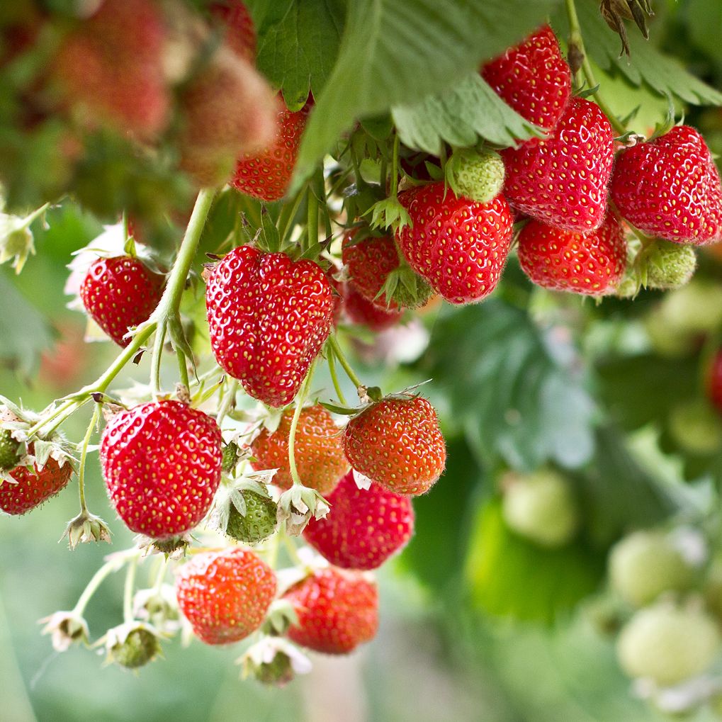 Strawberry plants being grown on a farm