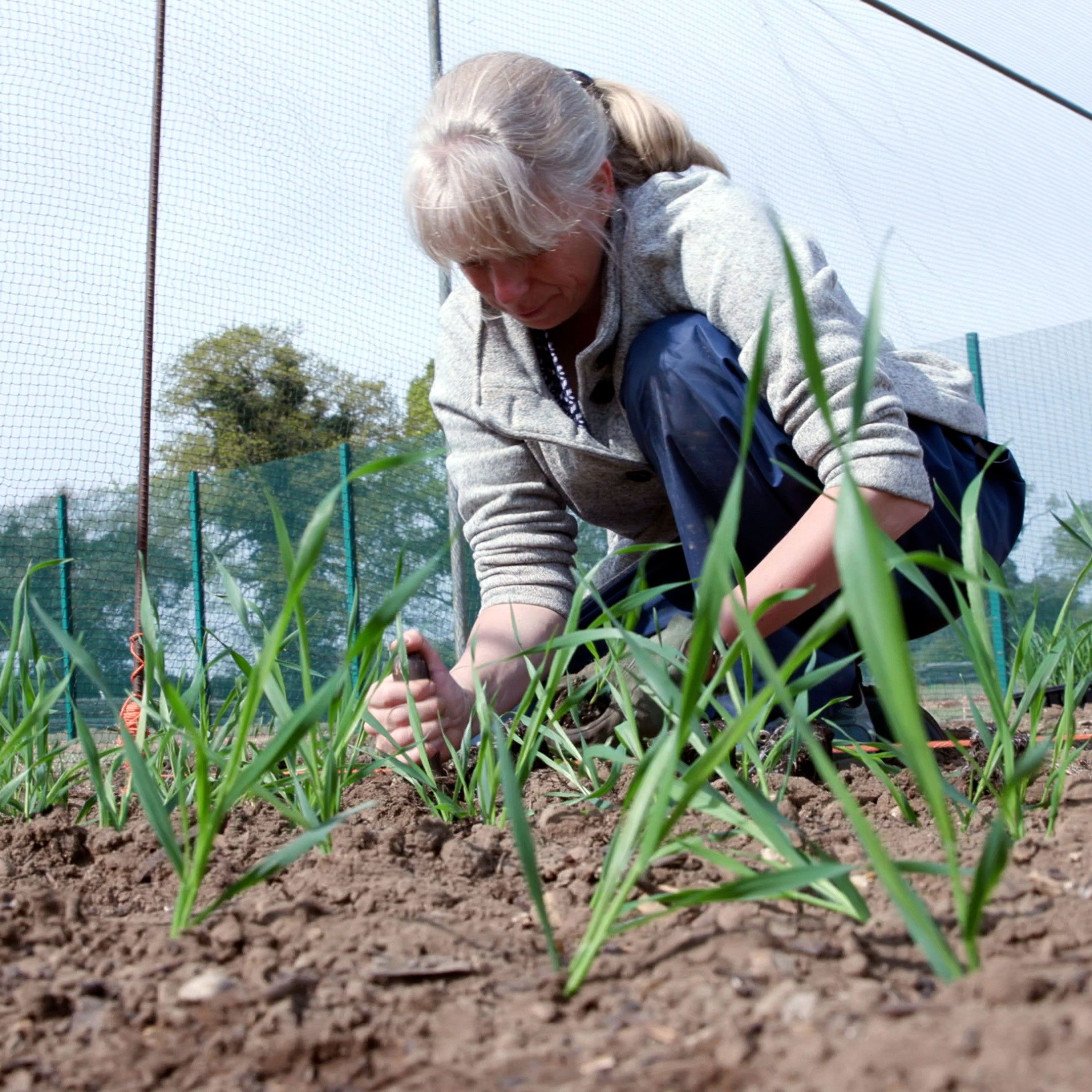 A JIC researcher plants seedlings