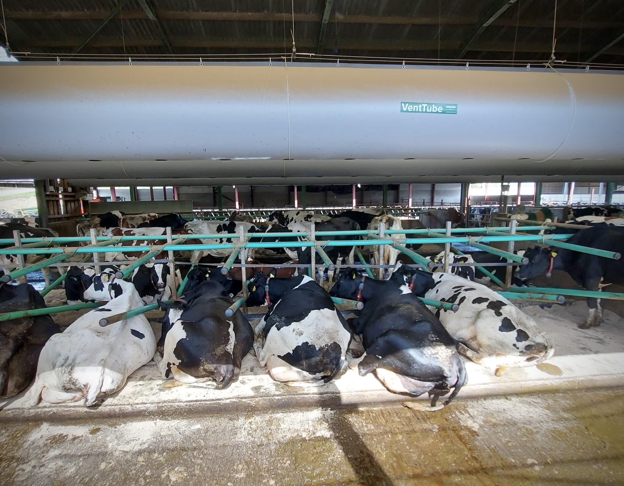 Cows lying under VentTube