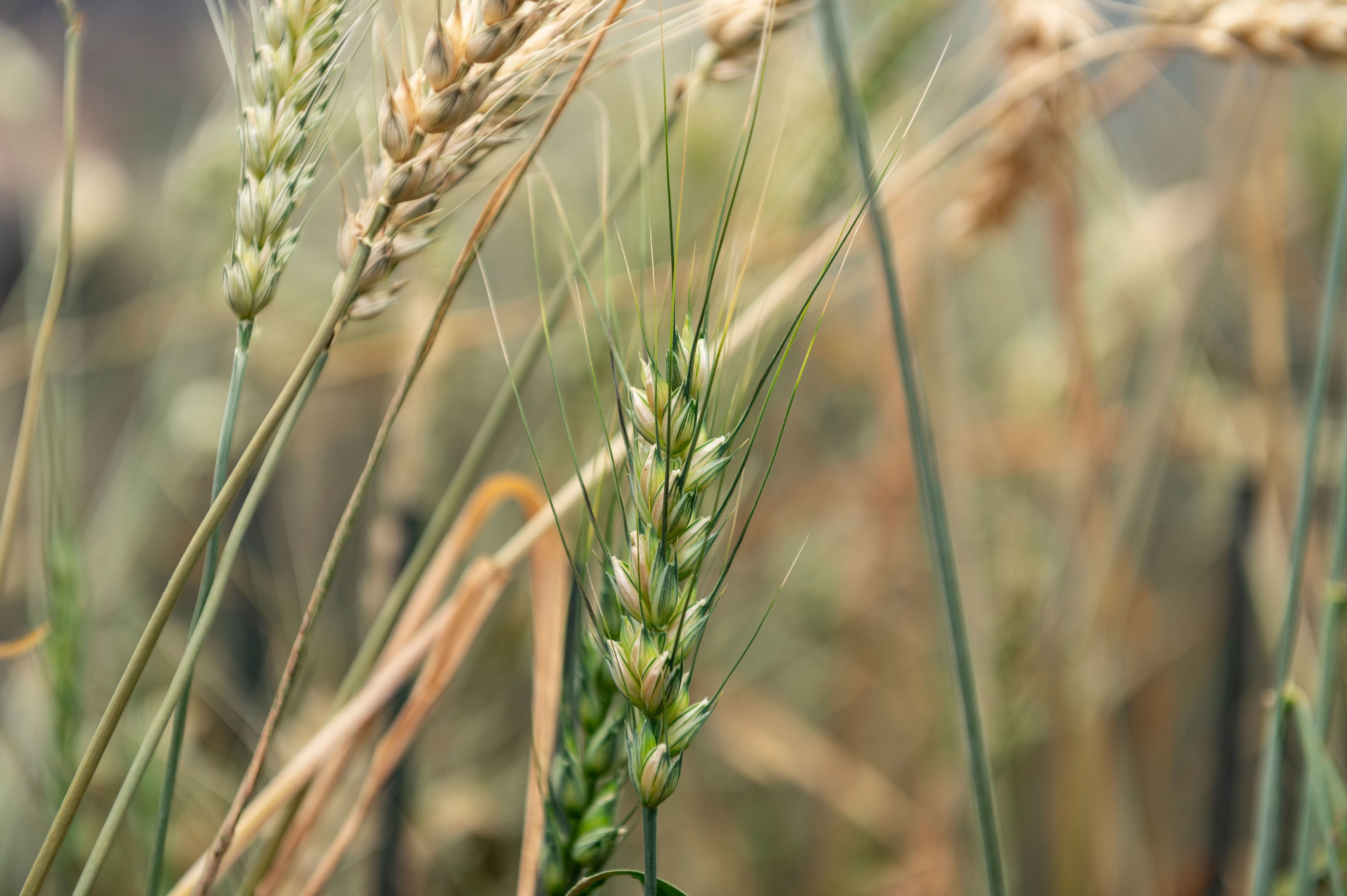 An image of wheat