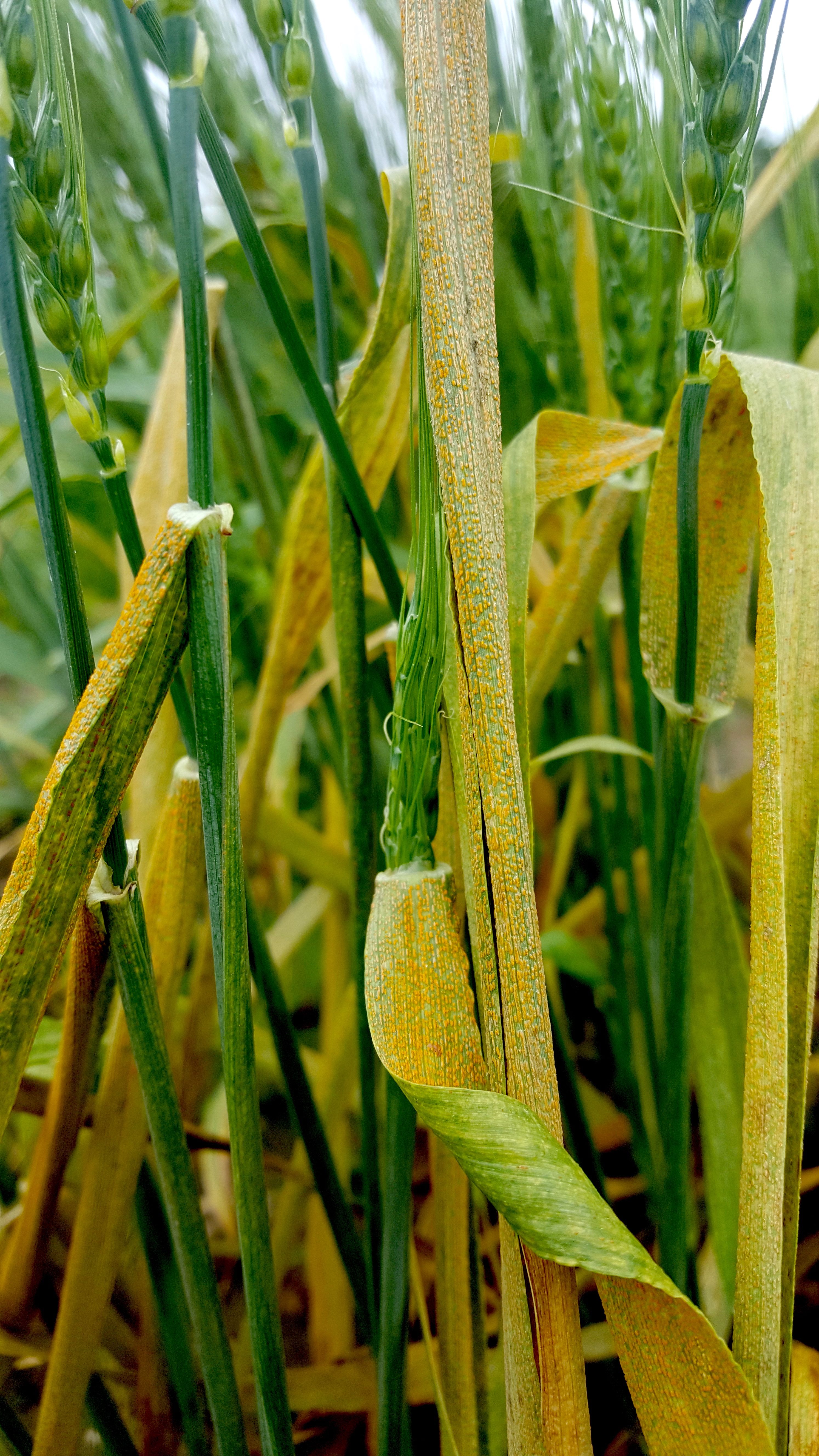 Wheat infected with yellow rust, one of three major fungal wheat rust diseases