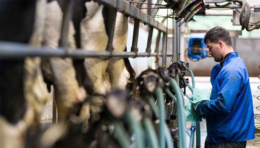 A man operates a milking machine in a shed with a row of cows being milked.