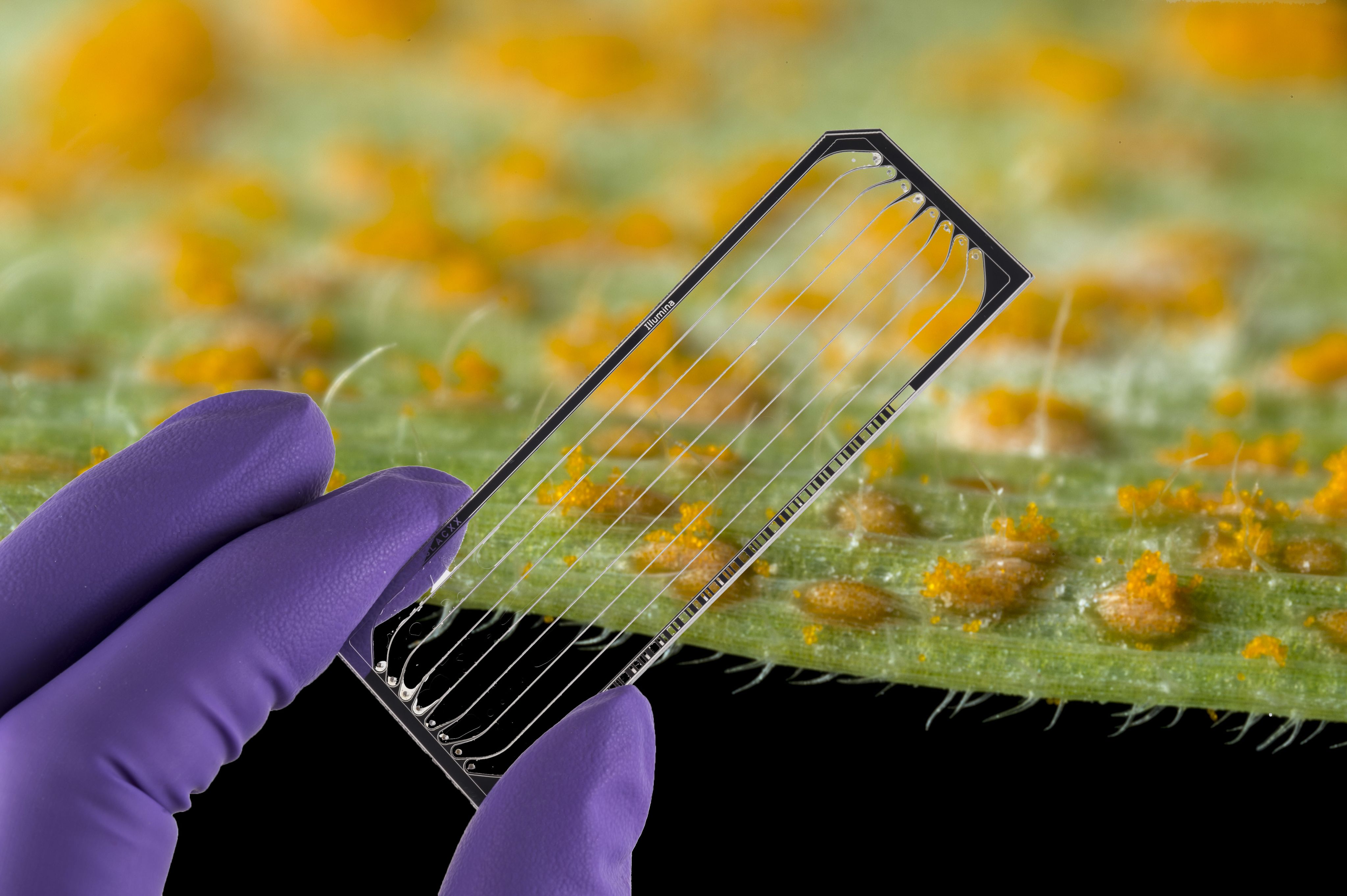 A researcher performing yellow rust field pathogenomics