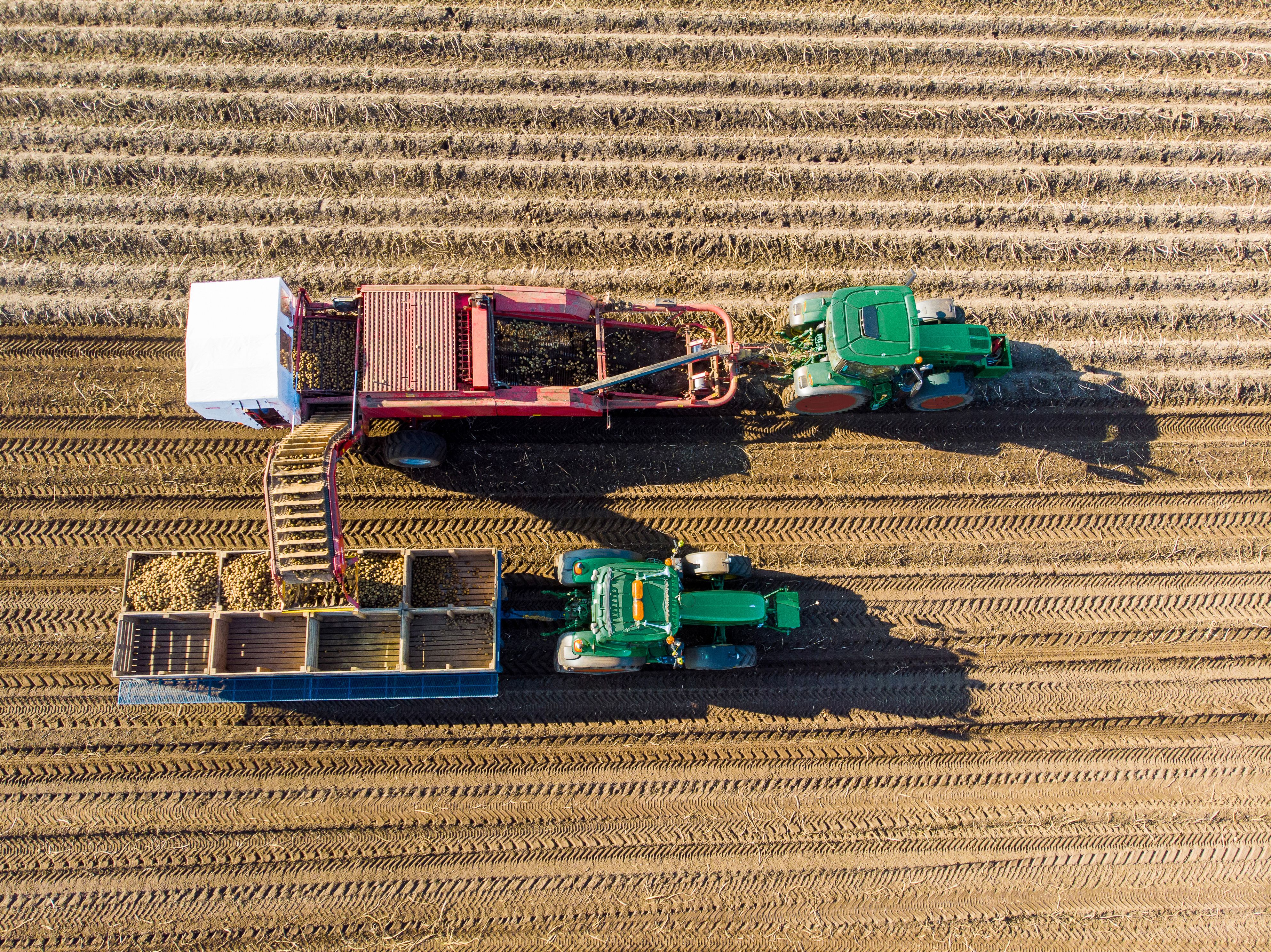 Potato harvesting on a Scottish farm. Drone point of view of coordinated harvesting of the popular root vegetable. Two tractors are being driven next to each other. One is harvesting the potatoes which are transferred along a conveyor belt into wooden crates being towed by a second tractor. Tyre tracks in the soil are creating lines of patterns.