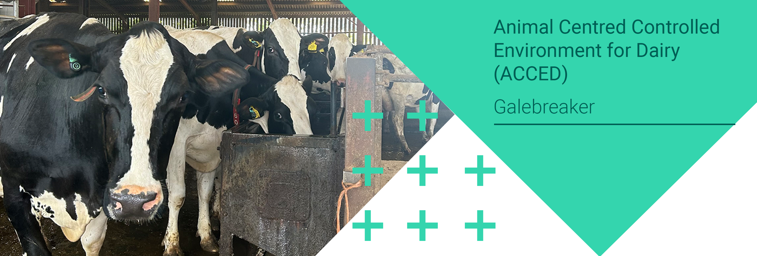 Animal Centred Controlled Environment for Dairy (ACCED), Galebreaker