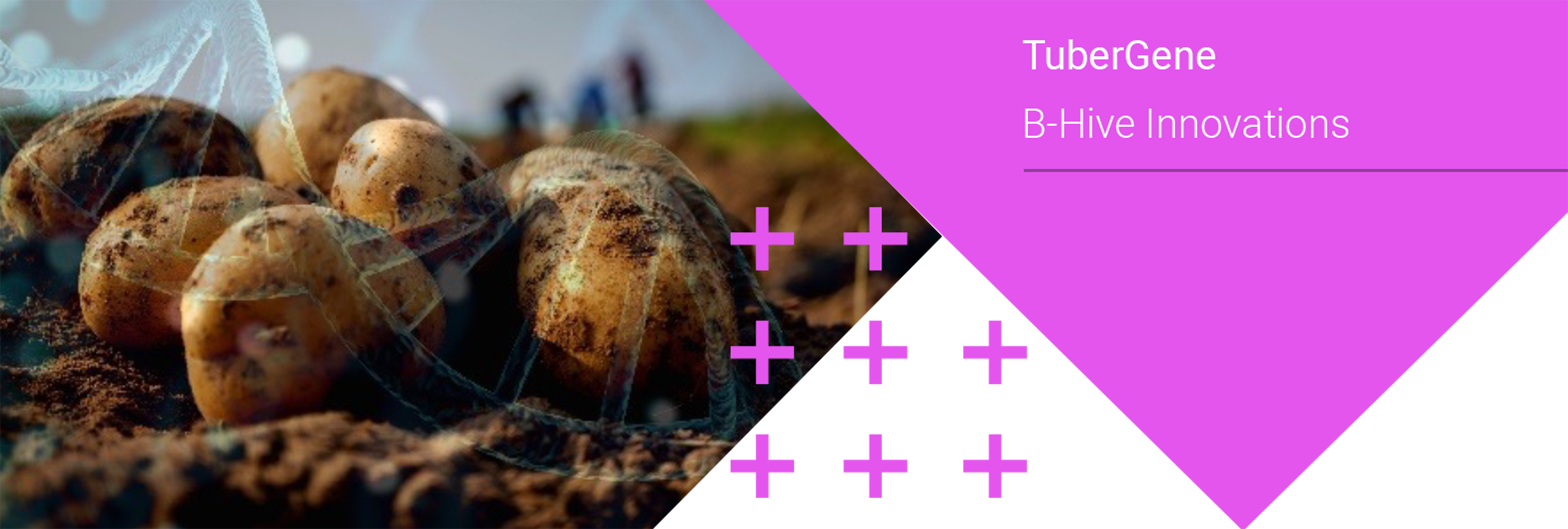 TuberGene – B-Hive Innovations