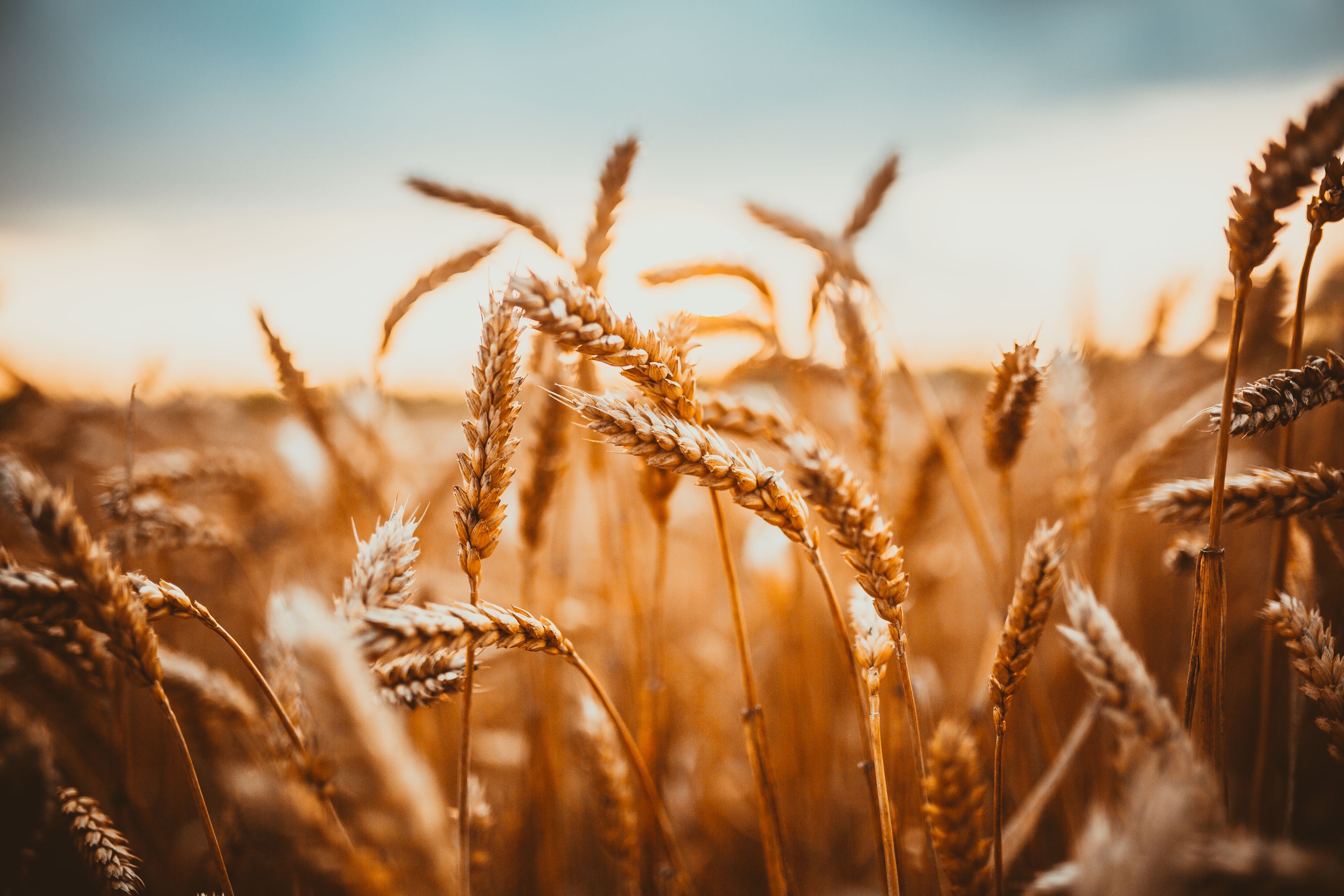 An image of wheat